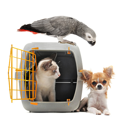 Specialized pet transport